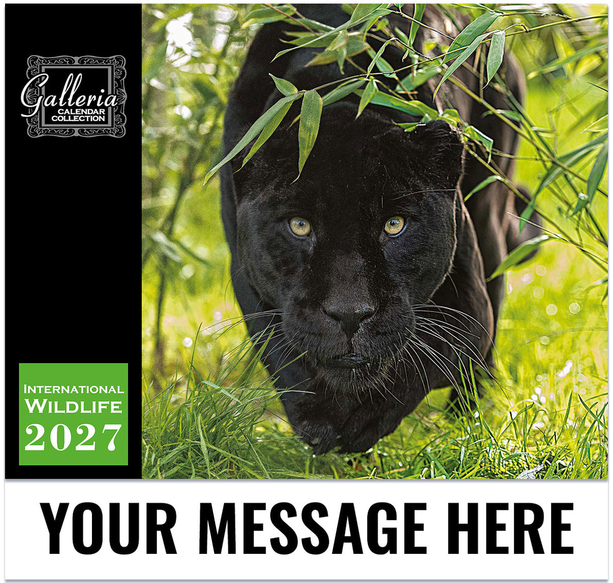 International-Wildlife-GALLERIA